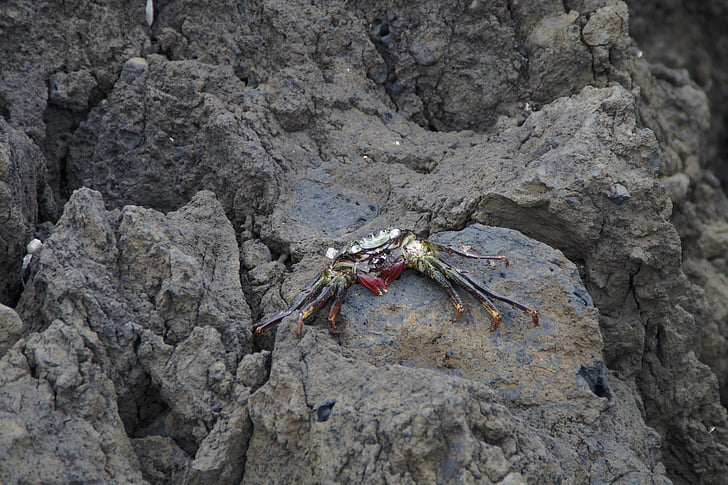 crabs, rock, bank, meeresbewohner, sea, ocean, coast