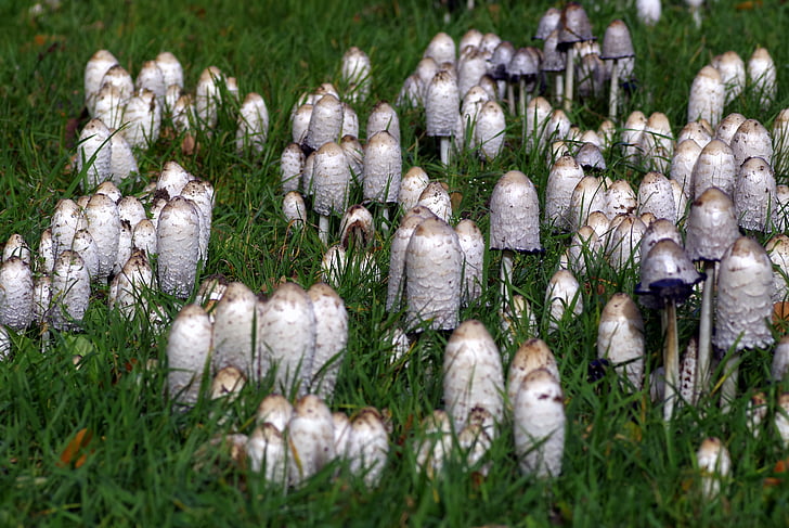 cogumelos, um monte de, Muito, Prado, envenenamento por, a coleção de, Polyana