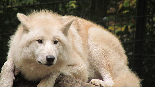狼, wuppertaler, 动物园, 白色的皮毛, 动物, 食肉动物, 野生动物