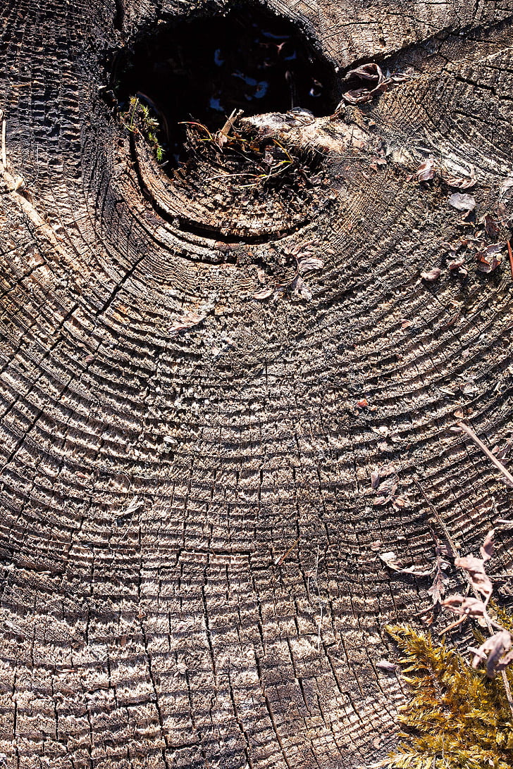 tree, tree stump, like, traces, weathered, annual rings, nature