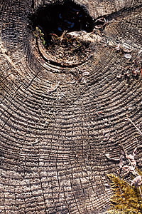 tree, tree stump, like, traces, weathered, annual rings, nature