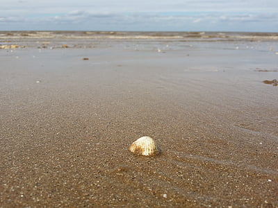 kagyló, tenger, Beach, Shell