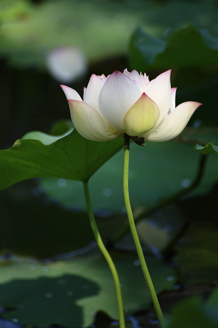 Lotus, hvit, buddhisme, dammen, vann anlegg