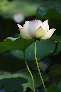 Lotus, vit, buddhismen, dammen, vattenverket
