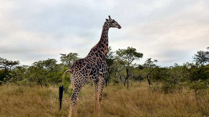 Safari, gyvūnai, Pietų Afrika, žirafa, fotografijos