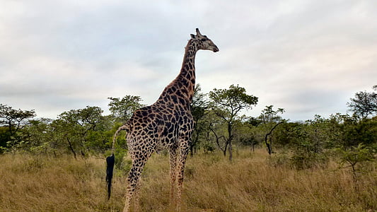 Safari, animales, Sudáfrica, jirafa, fotográfica