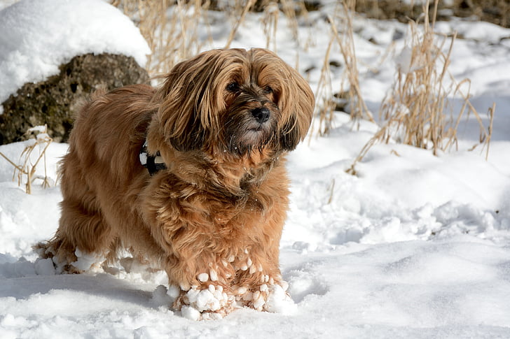 câine, animale, iarna, zăpadă, cursa, tibetan terrier, mamifer
