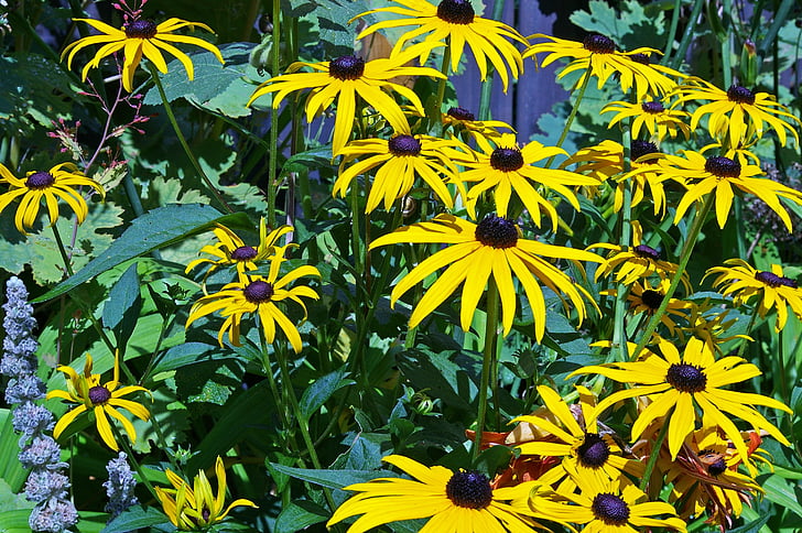 chapeau de soleil, arbuste, rudbeckie jaune, ensoleillée, jaune, fleurs, famille des marguerites