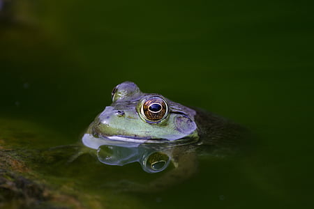 žaba, tijelo, vode, oko, žaba, oko vode, jedna životinja