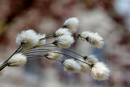 grama, cottongrass, flor de algodão, Eriophorum, Moor, Primavera, flor