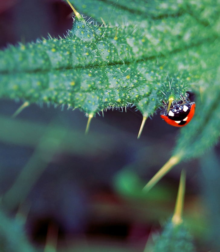 ladybug, insect, beetle, nature, thistle, upside down, macro