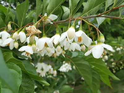 storax ağaç, Fısıltı, Bahar