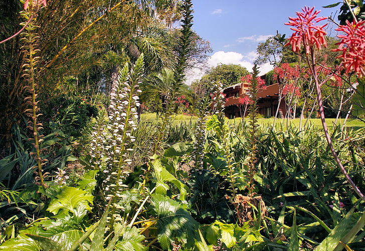 Гватемала, Градина, екзотични, растения, цвят, флора, буйни