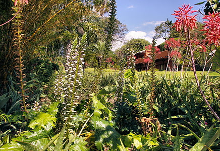 Gvatemala, sodas, Egzotiški, augalai, spalva, floros, sodrus
