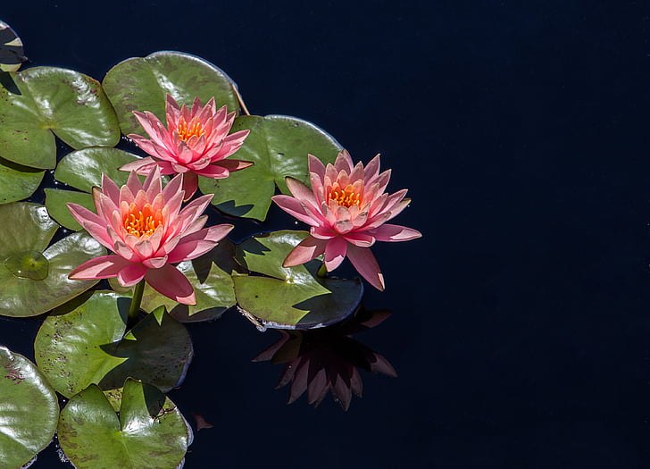 Bloom, květ, Flora, květiny, Lotus, Příroda, okvětní lístky