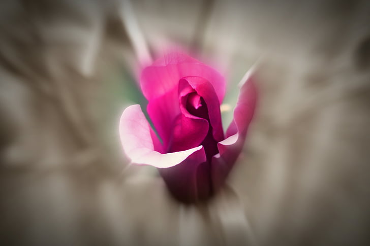 Blume, Rosa, Blumen, Zoom, Blume-Zoom-Effekt