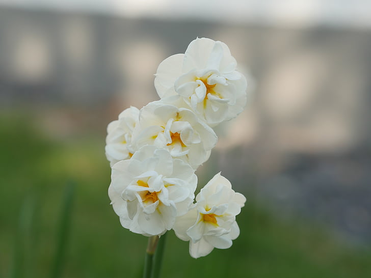 двойно цвете, Нарцис, Нарцис, жълто, бяло, признаци на пролетта, макро снимка
