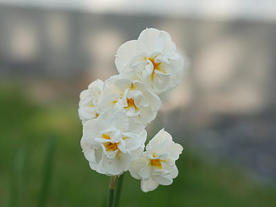 fiore doppio, Giallo narciso, Narciso, giallo, bianco, segni di primavera, Foto a macroistruzione