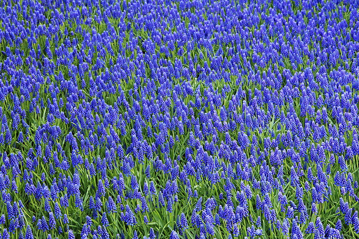 Bloom, zieds, zila, krāsains, Flora, fons, puķe