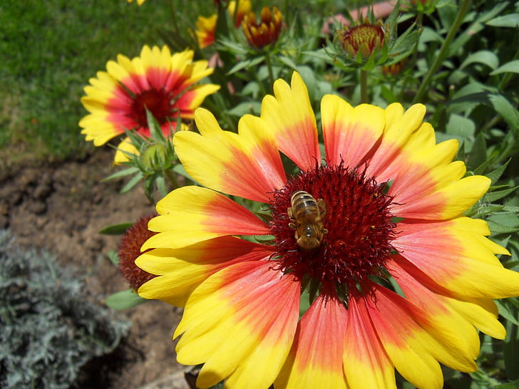 flor, abelha, flores de verão