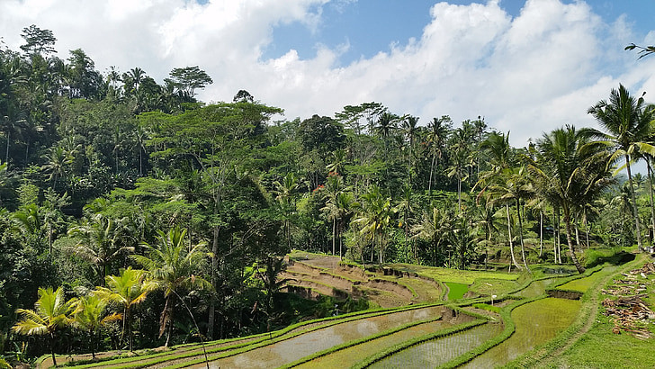 rýžové pole, dlaně, Bali
