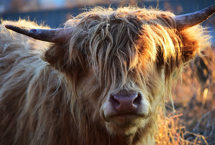 Highland rundvlees, rundvlees, koe, Schotse hochlandrind, hoorns, landbouw, grasland
