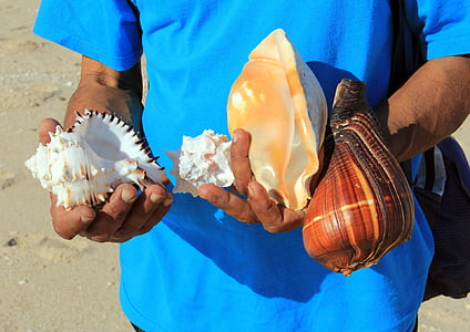 seashell, beach, sea, shell, vacation, summer, coast