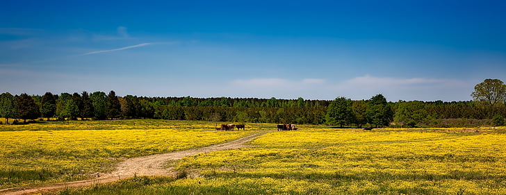 Alabama, granja, panorama, HDR, paisaje, Scenic, vacas
