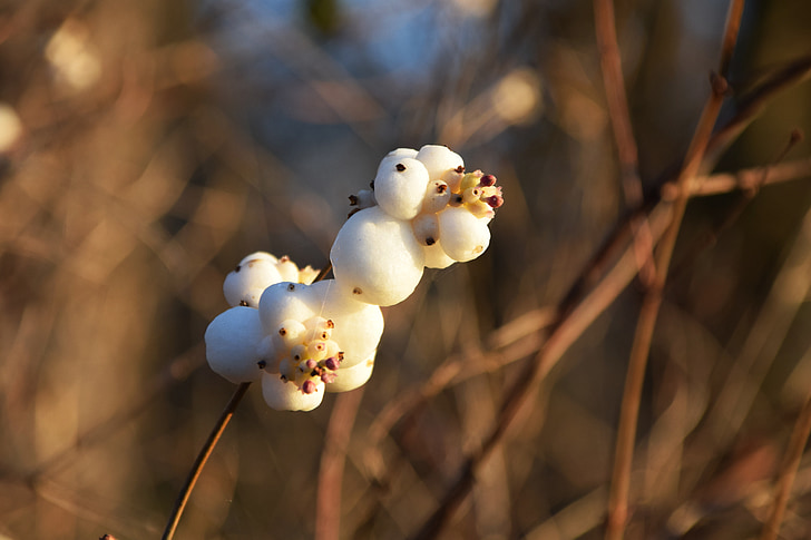 baga de neve, knallerbsenstrauch, Snowberry albus, Caprifoliaceae, Branco, baga de estrondo, schneebeere ordinária