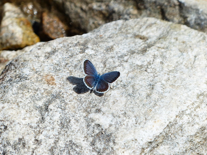 Kelebek, restharrow mavi, Polyommatus icarus, Kelebekler, ortak mavi, Lycaenidae, ortak bläuling
