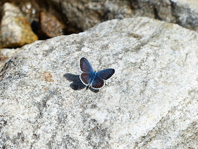 Метелик, restharrow у синій, polyommatus Ікара, метелики, поширених синьо, lycaenidae, Загальні bläuling
