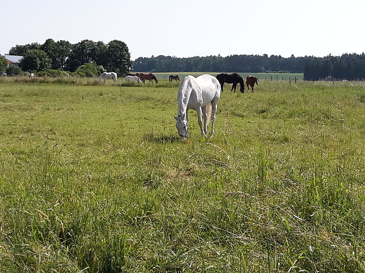 coupling, horses, pasture, field, meadow, nature, float