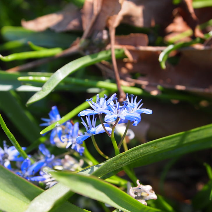 bleu, fleur, nature, jardin, pétales, printemps