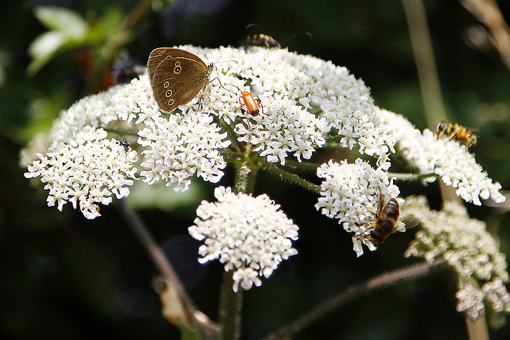 insect, flower, butterfly, white
