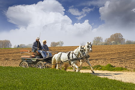 coach, horses, old coach, countryside, flemish ardennes, horse, field