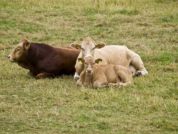 hovädzí dobytok, dojčiť, chrániť, krava, teľa, hovädzie mäso, poľnohospodárstvo