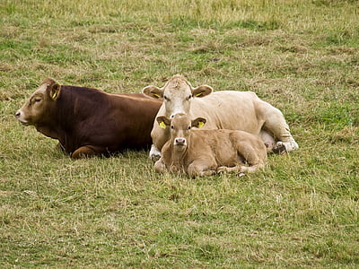 Rinder, säugen, schützen, Kuh, Kalb, Rindfleisch, Landwirtschaft