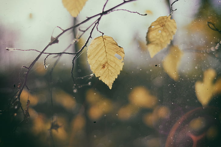 efterår, grene, falder, blade, natur, regndråber, træ