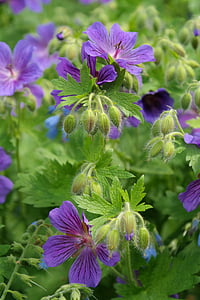 Cranesbill, sula, žiedų, žydėti, augalų, gėlė, violetinė