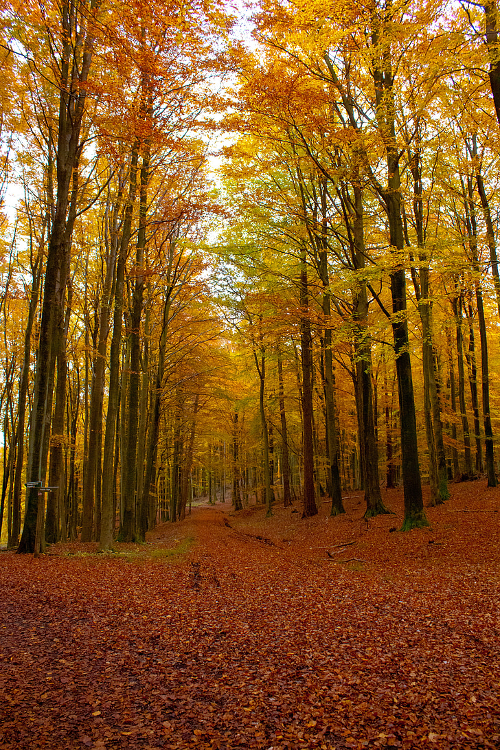 rudens, meža, karaļa krēslu, Rīgenas, atstāj, rudens krāsu, rudens meža