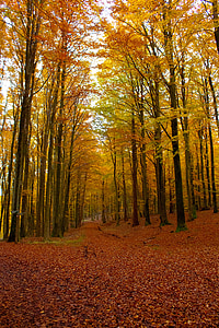 Syksy, Metsä, kuningas tuoli, Rügen, lehdet, Ruska, syksyllä metsä