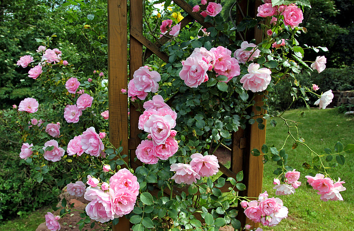 Rózsa, kert, rügyek, nyári, pavilon, virágok, rosebush