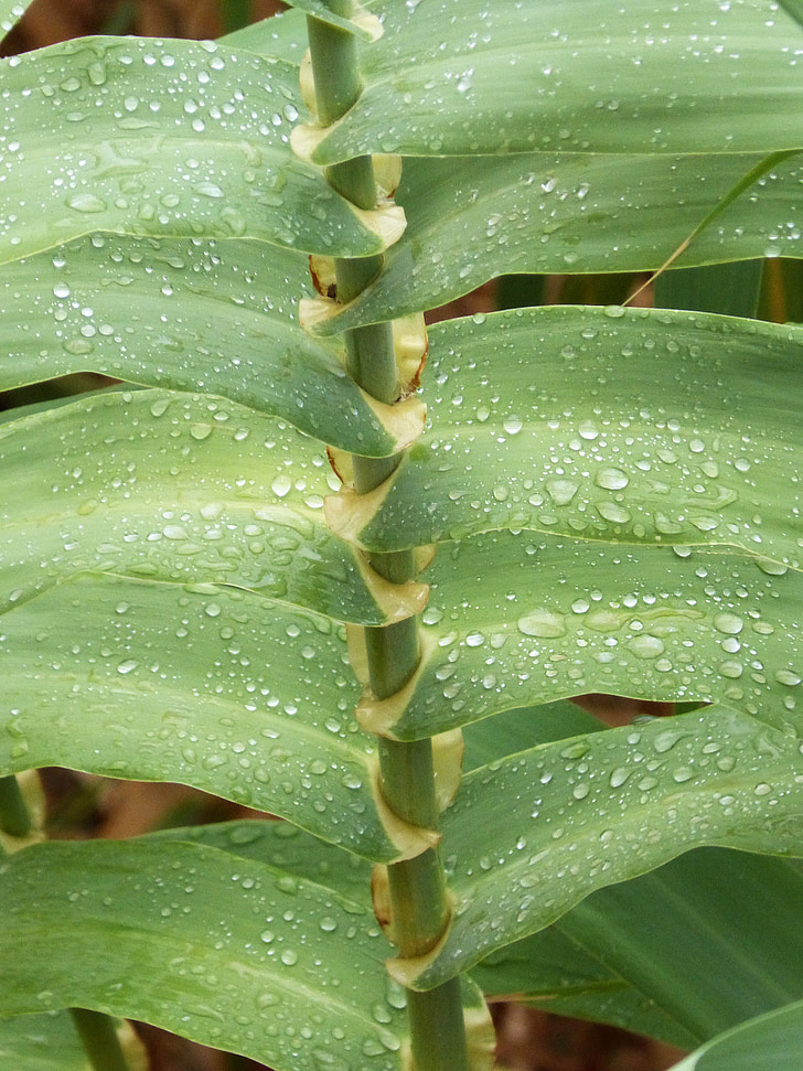 canaveral, american cane, wet, rain, drops, drops of water