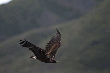 águila de oro, vuelo, pájaro, flora y fauna, naturaleza, depredador, salvaje