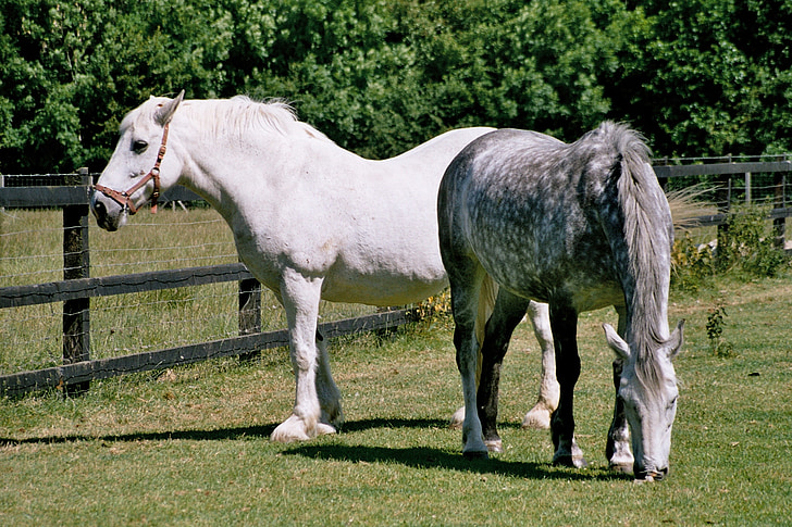 horse, farm, ponies, field, equestrian, mare, stallion