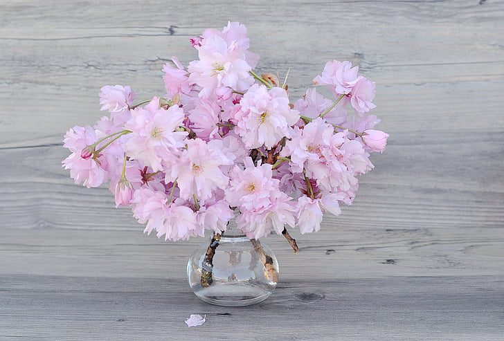gėlės, rožinė, žydinčios japoniškos sakuros, filialai, rožinės vyšnių žiedai, pavasarį, vyšnios žiedas filialas