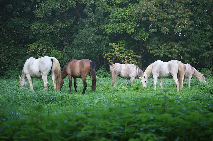 Pferd, Schimmel, reinrassigen arabischen, Herbst, Nebel, Weide, Herde