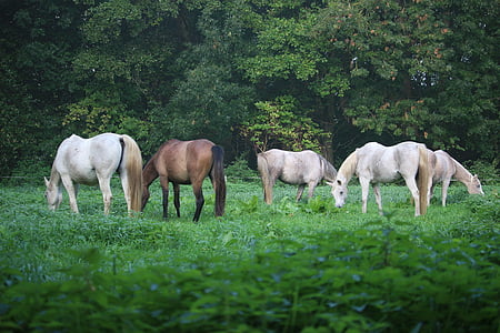 con ngựa, nấm mốc, Thoroughbred ả Rập, mùa thu, sương mù, đồng cỏ, Flock