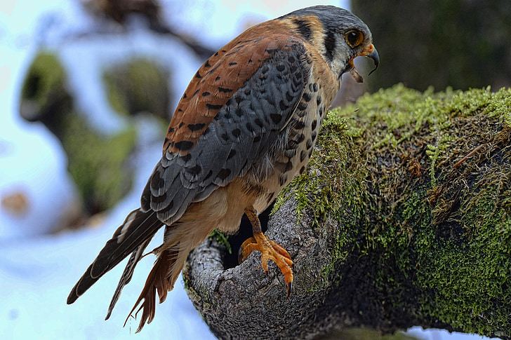 Falcon, Bund hawk, sokolnictví, Raptor, lov, Fotografie, noční