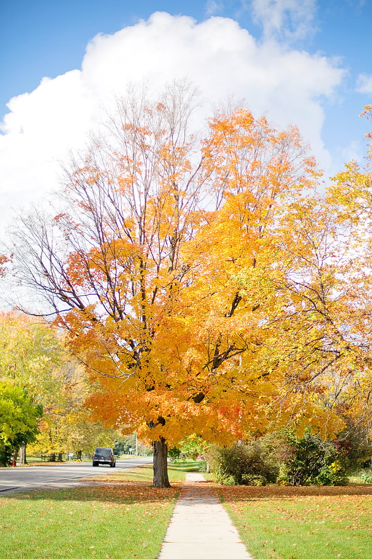 падіння, Осінь, дерево, жовтий, лист, Природа, парк - людина зробив простір